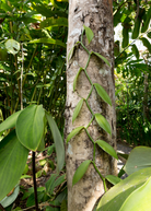 Vanilla bean orchid (Vanilla planifolia) fruiting plant in coconut coir pot by Sow Exotic, with green leaves and flowering vanilla pods
