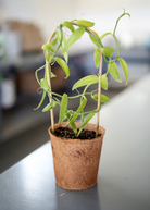 Vanilla Bean Orchid (Vanilla planifolia) fruiting plant in a coconut coir pot, showcasing lush green vanilla orchids in bloom.
