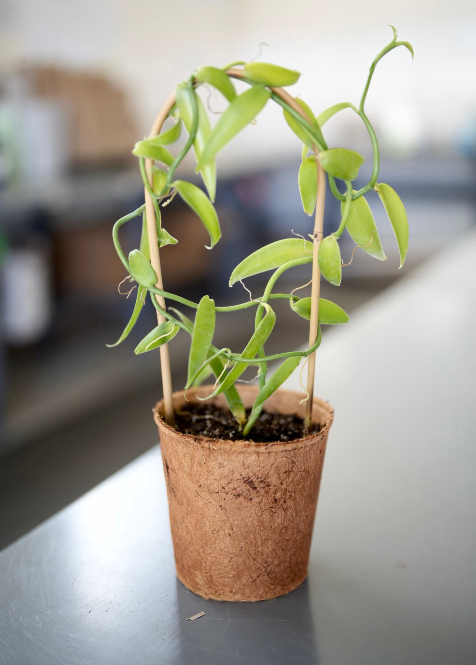 Vanilla Bean Orchid (Vanilla planifolia) fruiting plant in a coconut coir pot, showcasing lush green vanilla orchids in bloom.