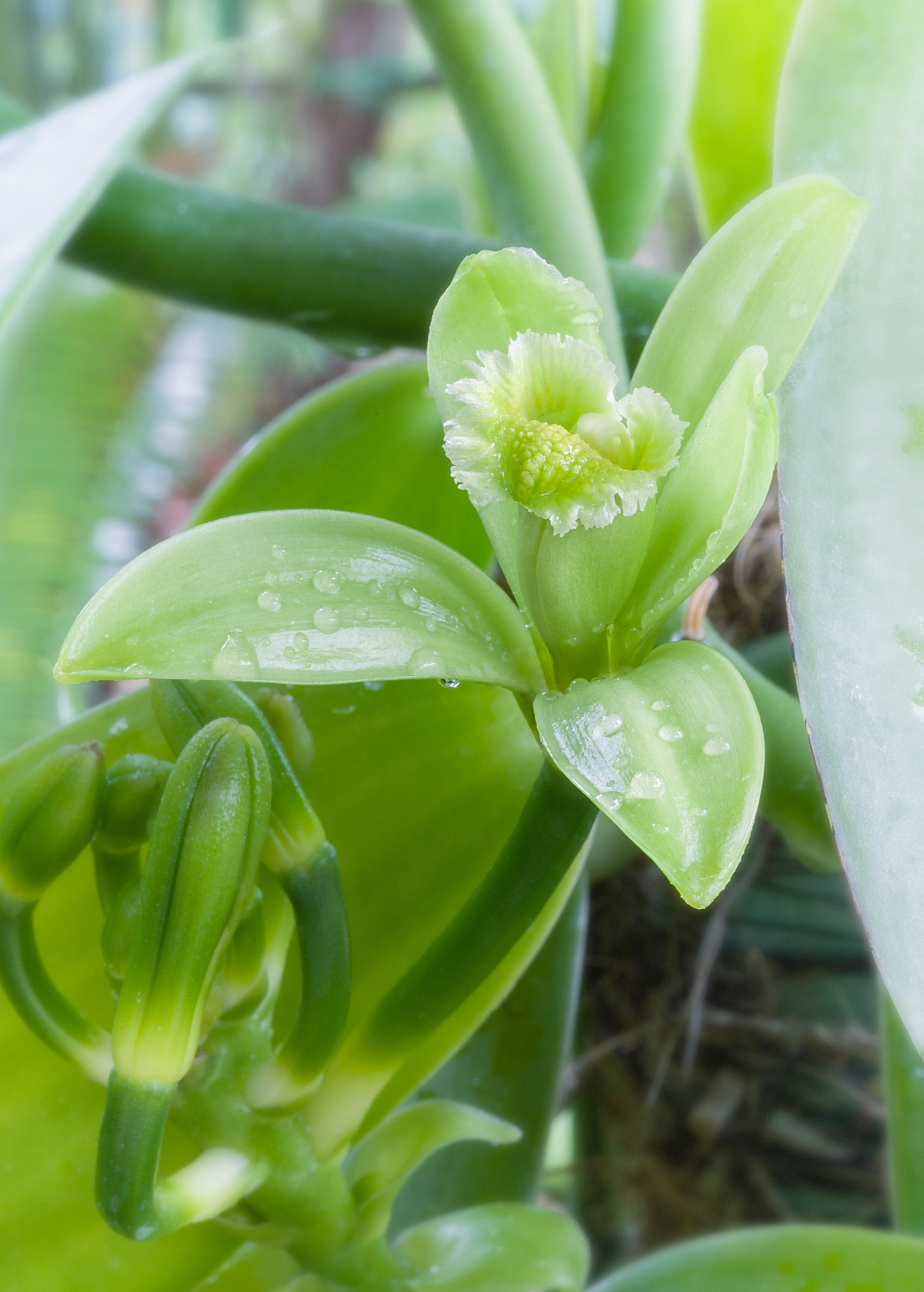 Vanilla Bean Orchid (Vanilla planifolia) in a coconut coir pot, a thriving fruiting plant from Sow Exotic.