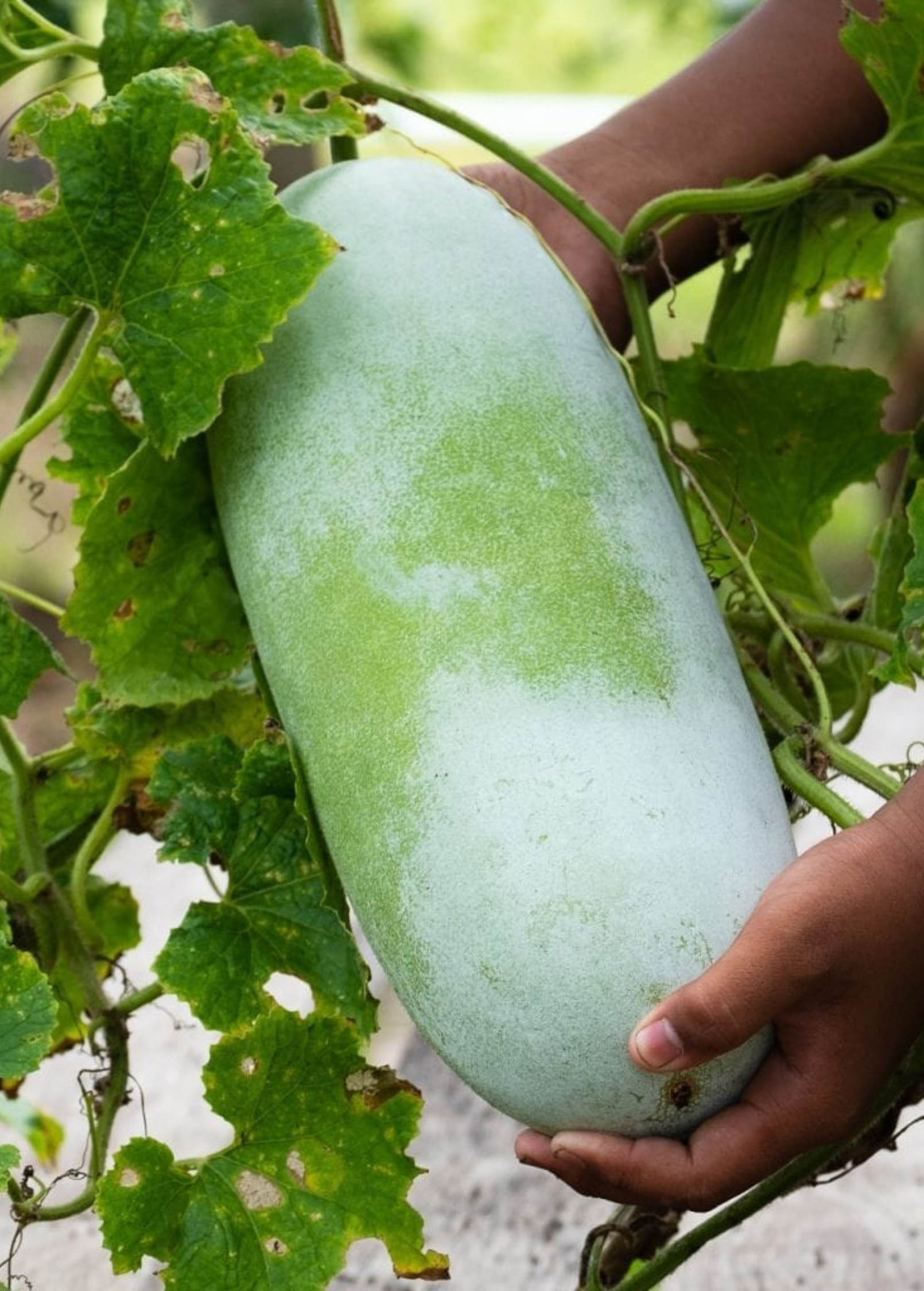 Winter melon plant in a coconut coir pot, showing lush green fruiting plant by Sow Exotic.