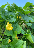 Winter melon fruiting plant in coconut coir pot by Sow Exotic, showing lush green foliage and mature winter melon.