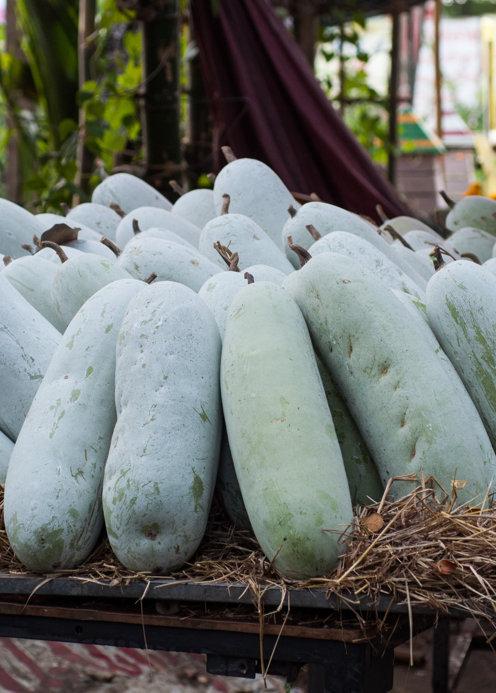 Winter melon fruiting plant in coconut coir pot by Sow Exotic, showcasing healthy green leaves and developing winter melon fruit.