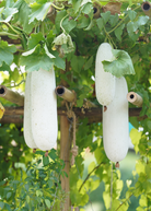 Winter melon fruiting plant in a coconut coir pot by Sow Exotic, showcasing lush green foliage and developing winter melon fruit.