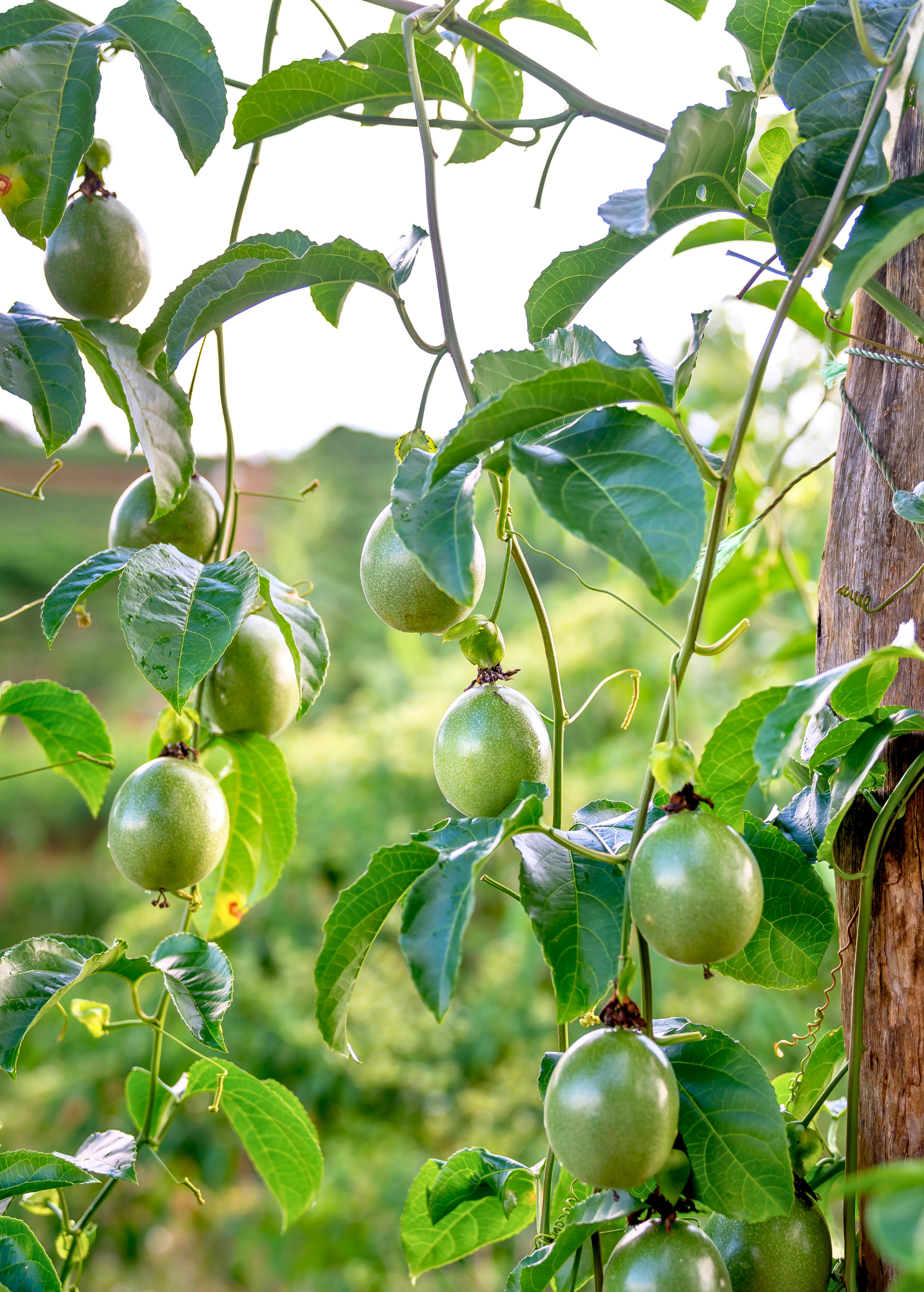 Passiflora 'Bounty' fruiting plant by Sow Exotic with lush green leaves and developing passion fruit on the vine.