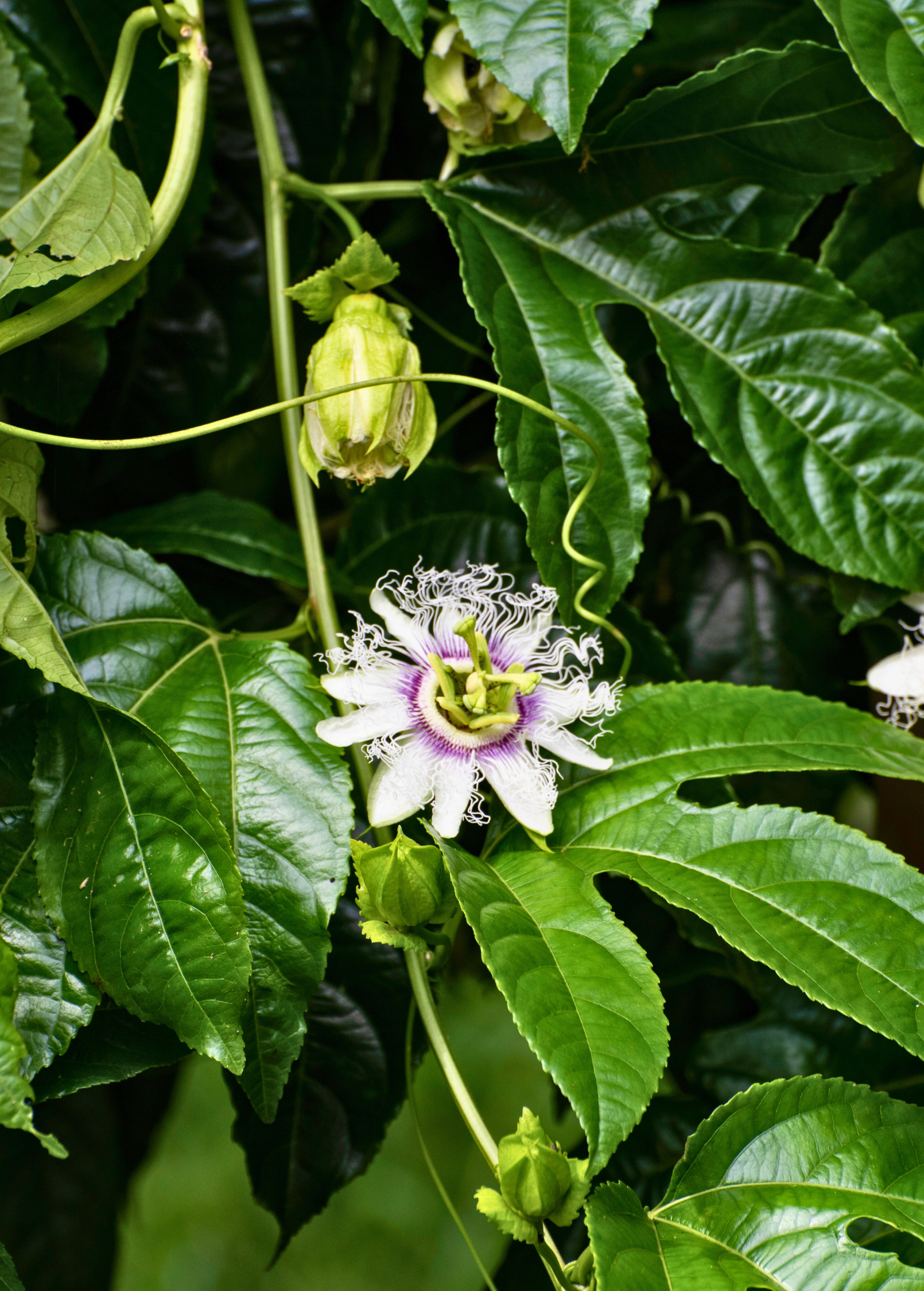 Passiflora 'Bounty' fruiting passionflower plant by Sow Exotic with vibrant green leaves and developing passion fruit on the vine.
