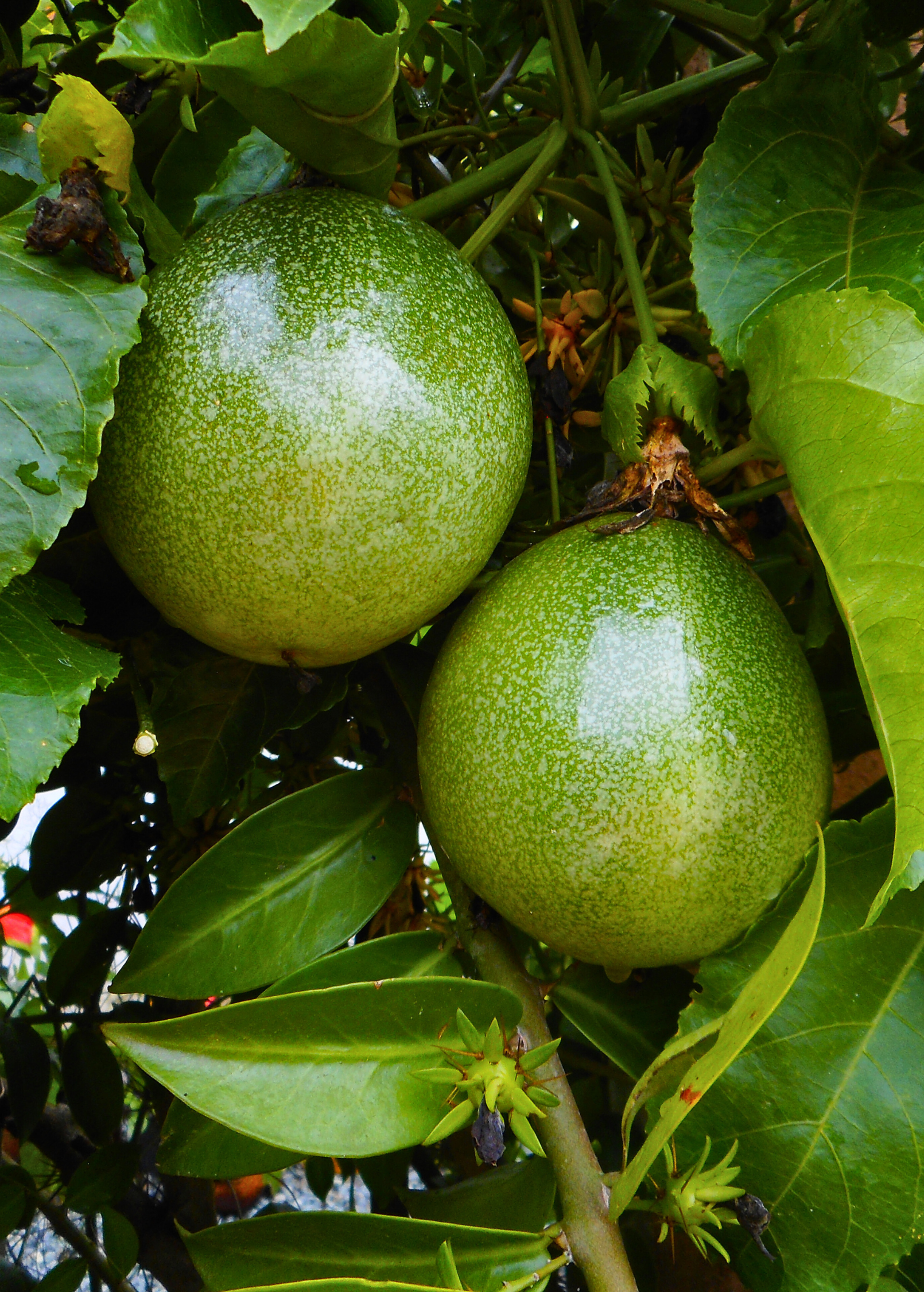 Passiflora 'Bounty' fruiting plant by Sow Exotic with lush green leaves and developing passion fruit on a sturdy vine.