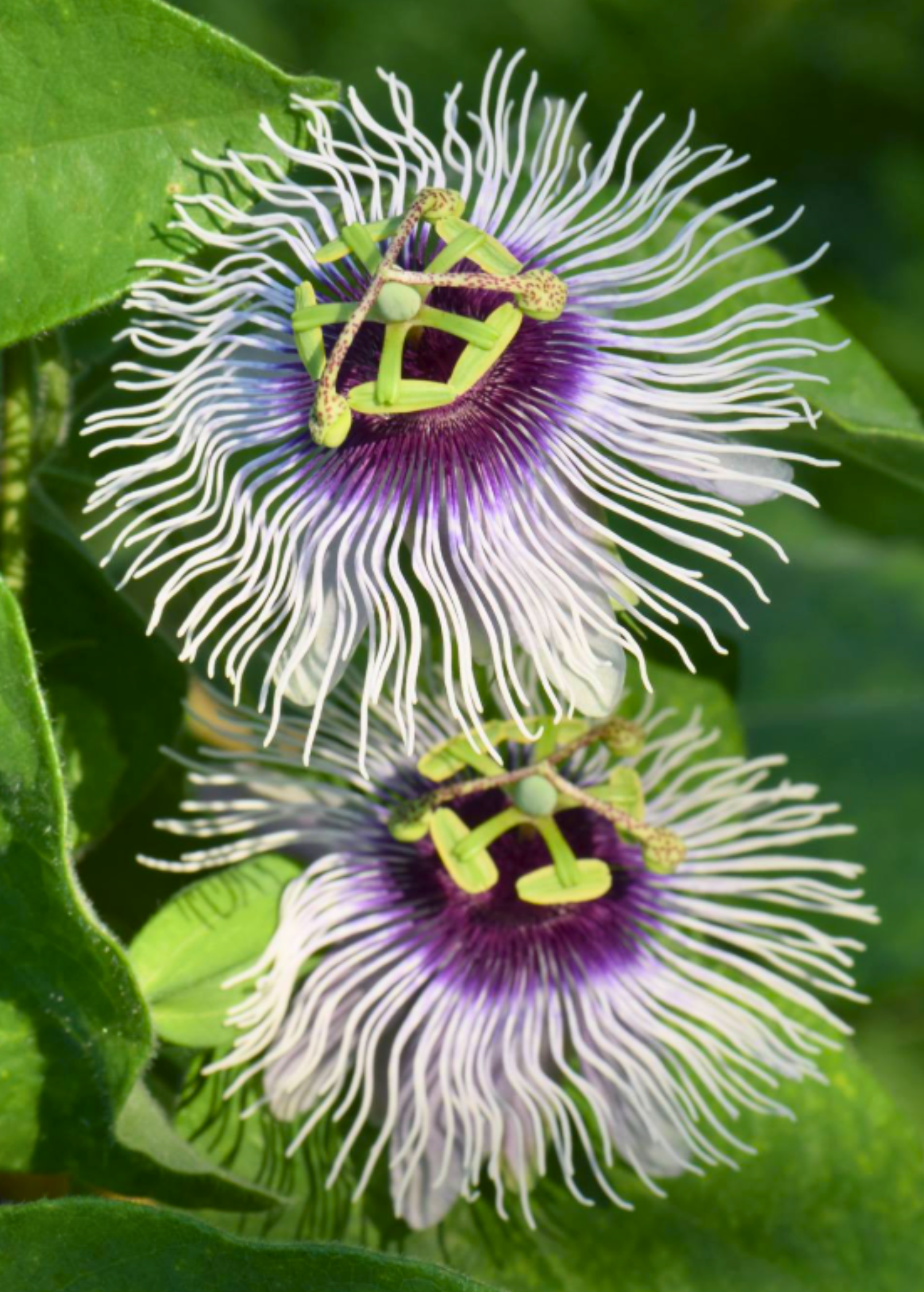 Passiflora 'Bounty' fruiting plant by Sow Exotic with lush green leaves and developing passion fruit on a vine.
