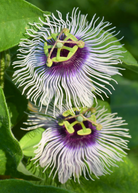 Passiflora 'Bounty' fruiting plant by Sow Exotic with lush green leaves and developing passion fruit on a vine.