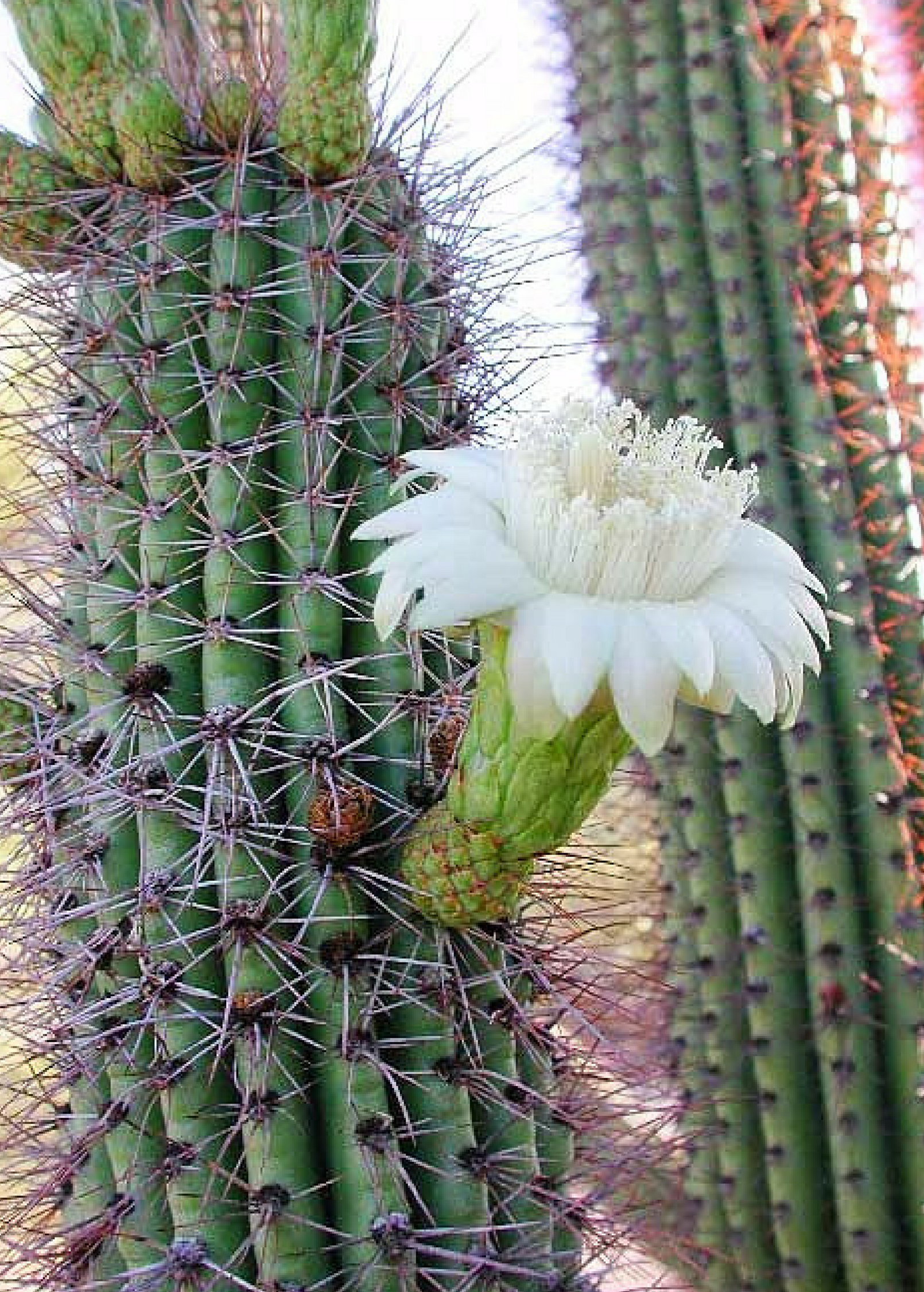 Mexican Ghost Pipe Cactus fruiting plant in a medium pot, featuring tall, ribbed green stems with white spines, by Sow Exotic.