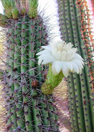 Mexican Ghost Pipe Cactus fruiting plant in a medium pot, featuring tall, ribbed green stems with white spines, by Sow Exotic.