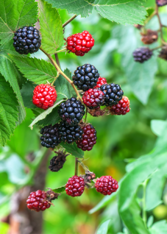 Two small peat pot Blackberry Apache fruiting plants by Sow Exotic, showcasing healthy green foliage and budding growth.