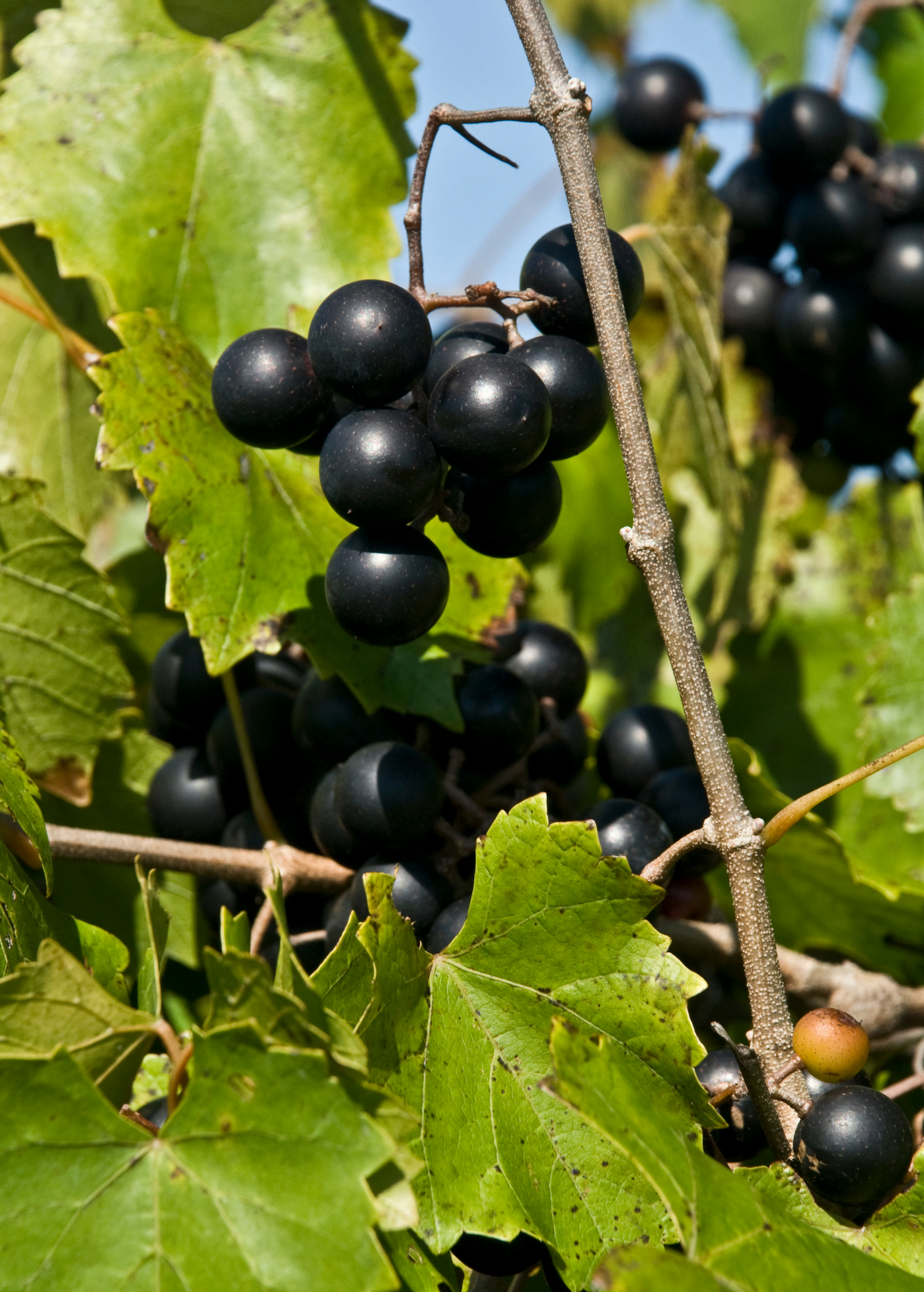 Two small peat pot plants of Muscadine Grape 'Alachua' (Vitis rotundifolia) fruiting plant from Sow Exotic.