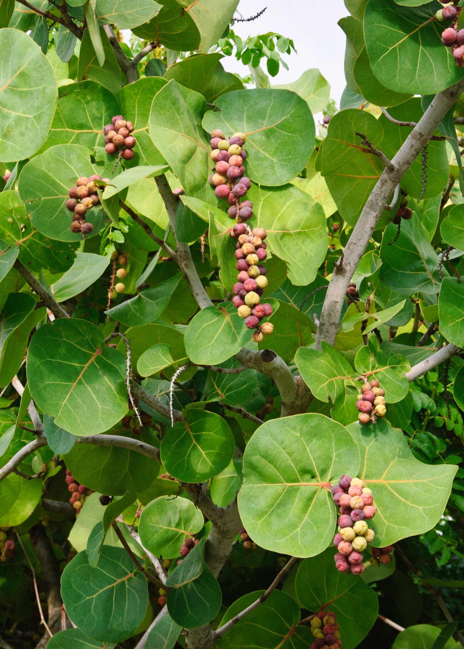 Two small peat pot plants of Sea Grape (Coccoloba uvifera) fruiting plant from Sow Exotic, showing green foliage and compact growth.