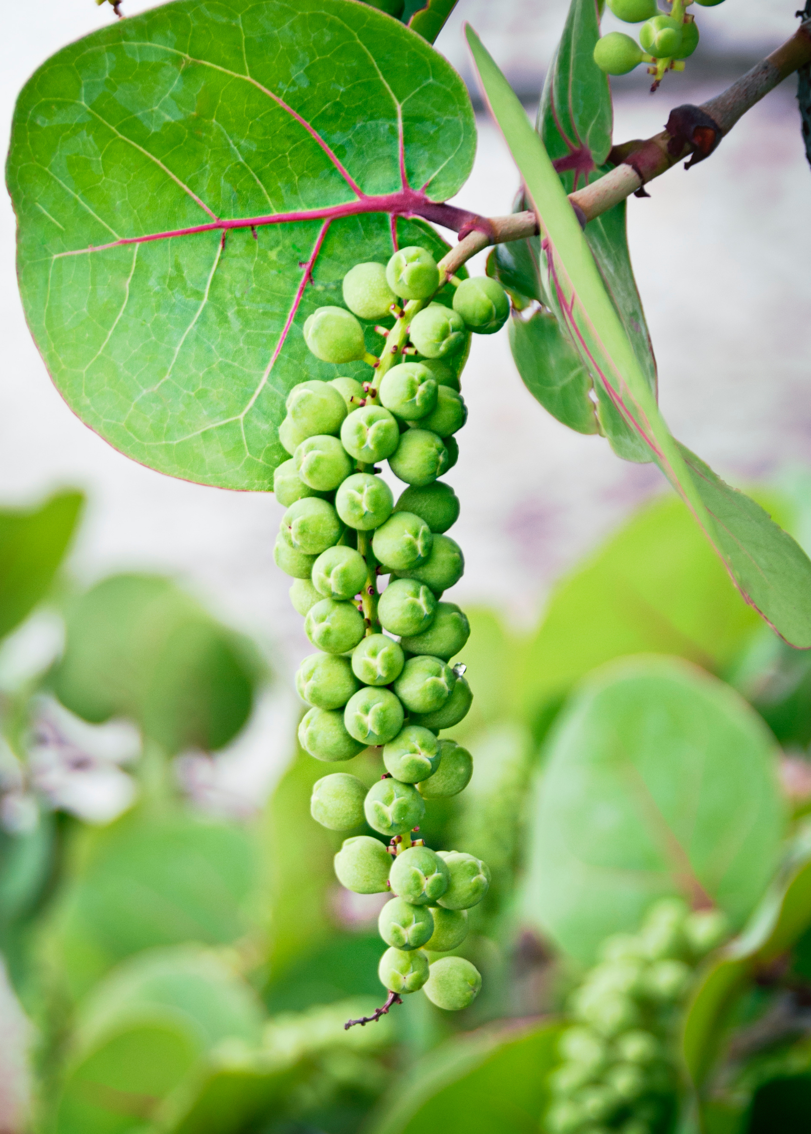 Two small peat pot plants of Sea Grape (Coccoloba uvifera), a fruiting plant by Sow Exotic, with lush green leaves and young branches.