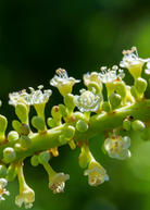 Two small peat pot plants of Sea Grape (Coccoloba uvifera), a fruiting plant by Sow Exotic, shown in the image.