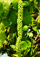 Two small peat pots with healthy Sea Grape (Coccoloba uvifera) fruiting plants by Sow Exotic, showcasing lush green foliage.