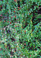 Large burlap pot with a Quail Berry (Crossopetalum ilicifolium) fruiting plant by Sow Exotic, showcasing lush green foliage.