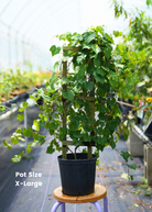 Grape 'Carlos' Vitis rotundifolia fruiting plant in a large nursery pot, grown by Sow Exotic.