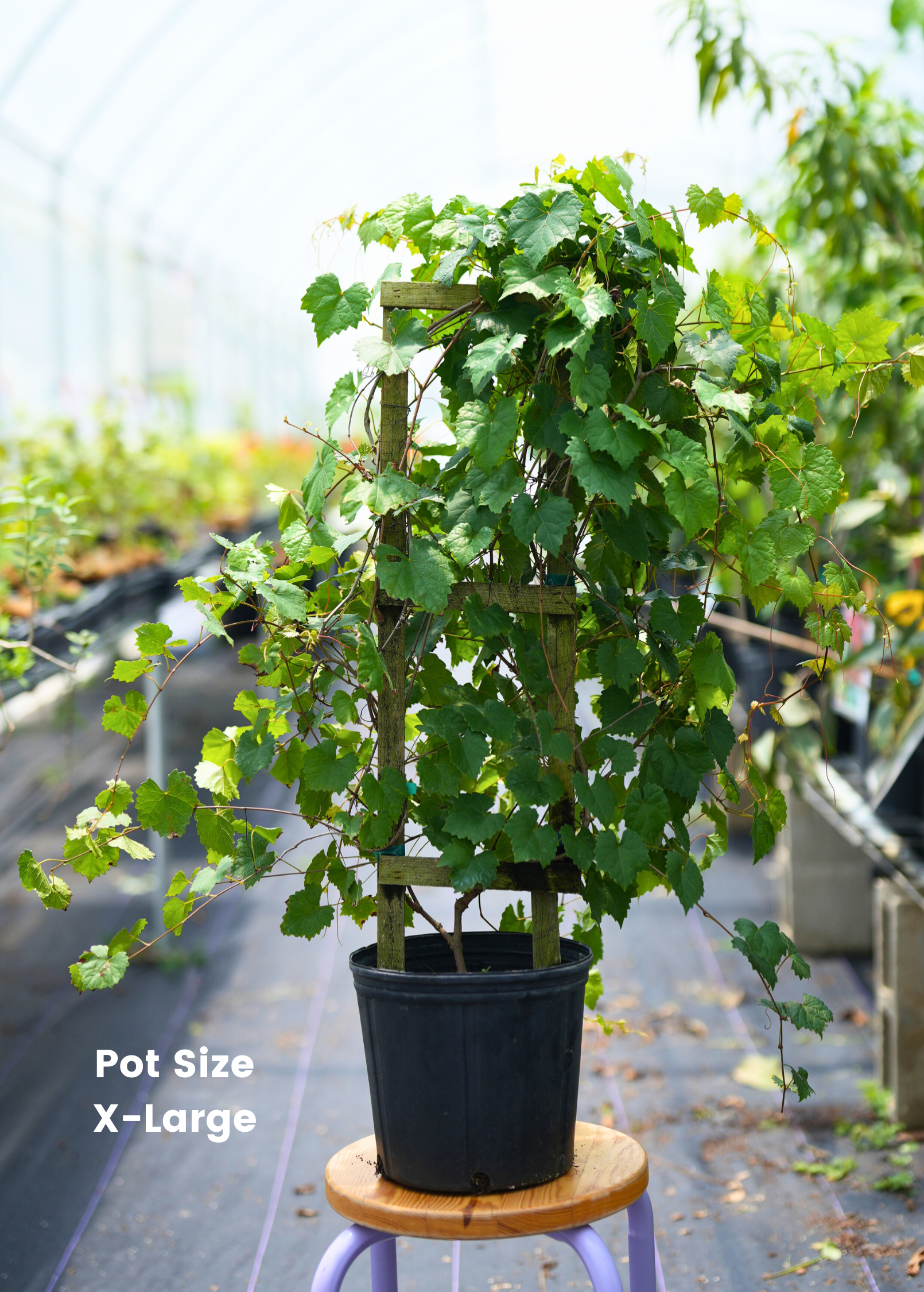 Grape 'Carlos' Vitis rotundifolia fruiting plant in a large nursery pot, grown by Sow Exotic.