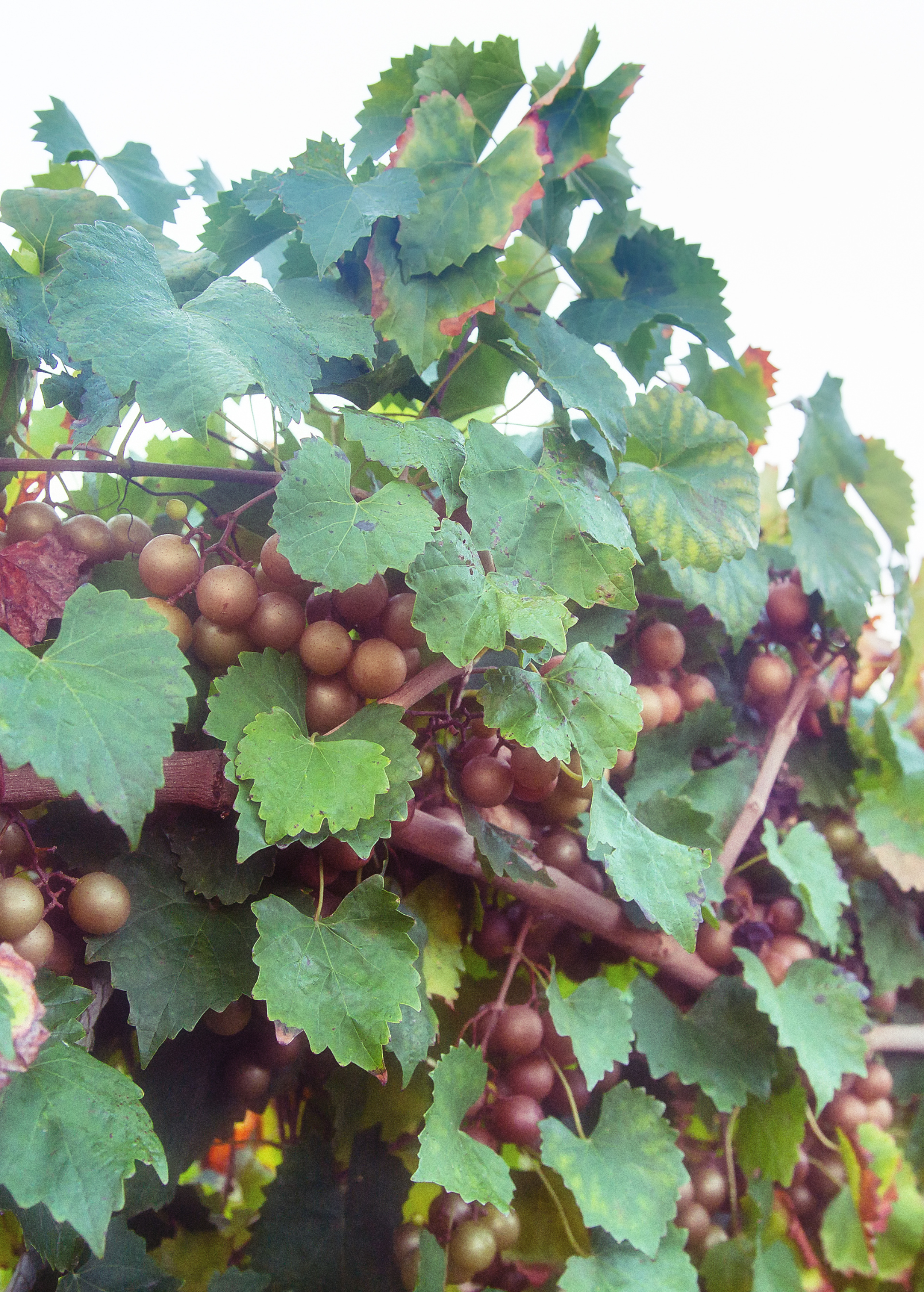 Large nursery pot of Sow Exotic Grape 'Carlos' Vitis rotundifolia fruiting plant in a garden setting.