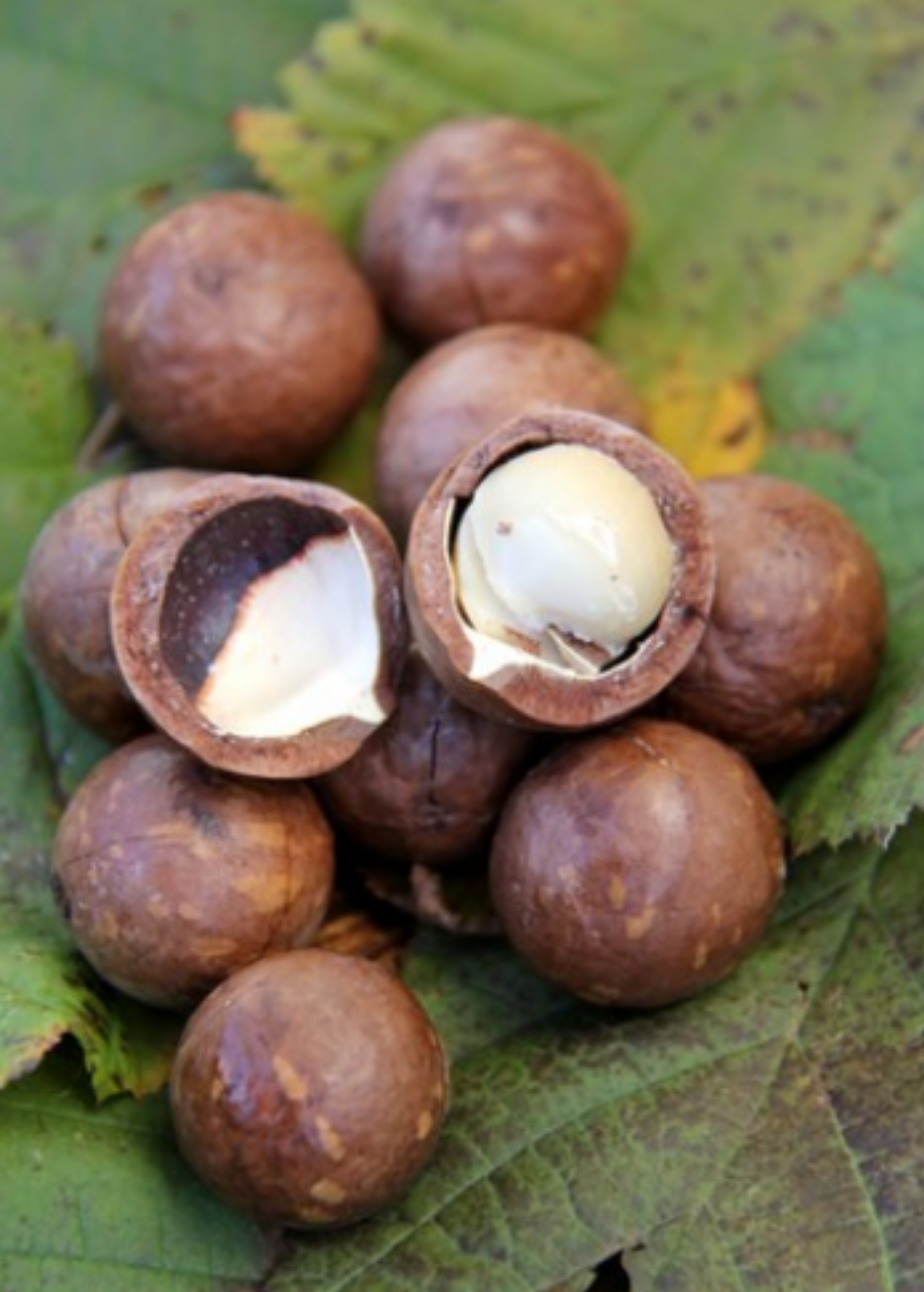 Large nursery pot of Sow Exotic Macadamia 'Beaumont' fruiting plant with lush green leaves, a hybrid of Macadamia integrifolia and tetraphylla.
