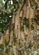 Large nursery pot of Sow Exotic Macadamia 'Beaumont' fruiting plant with lush green leaves and developing nut clusters.