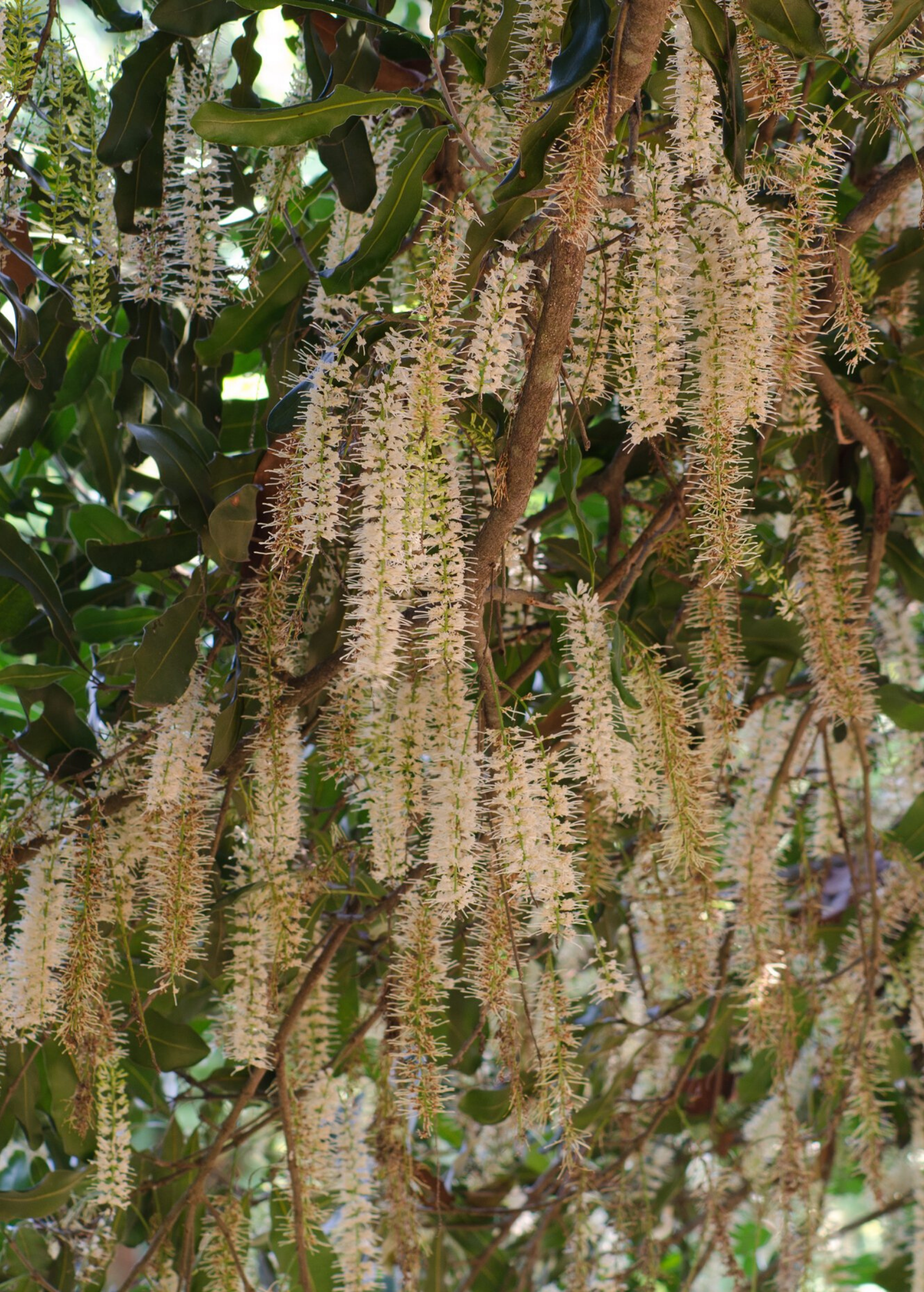 Large nursery pot of Sow Exotic Macadamia 'Beaumont' fruiting plant with lush green leaves and developing nut clusters.