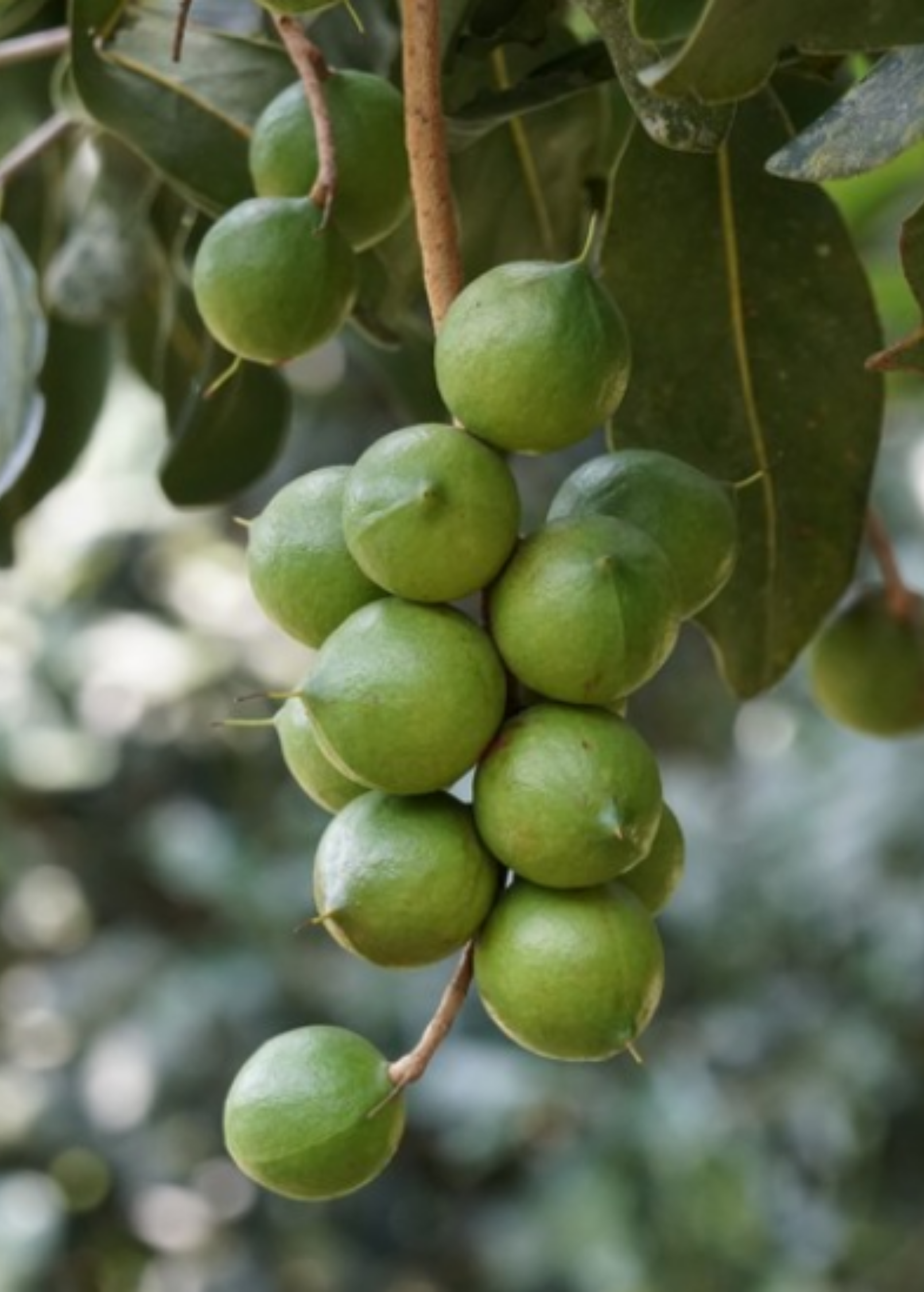 Large nursery pot of Sow Exotic Macadamia 'Beaumont' fruiting plant with lush green leaves and developing nuts.