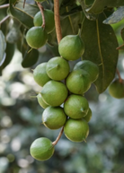 Large nursery pot of Sow Exotic Macadamia 'Beaumont' fruiting plant with lush green leaves and developing nuts.