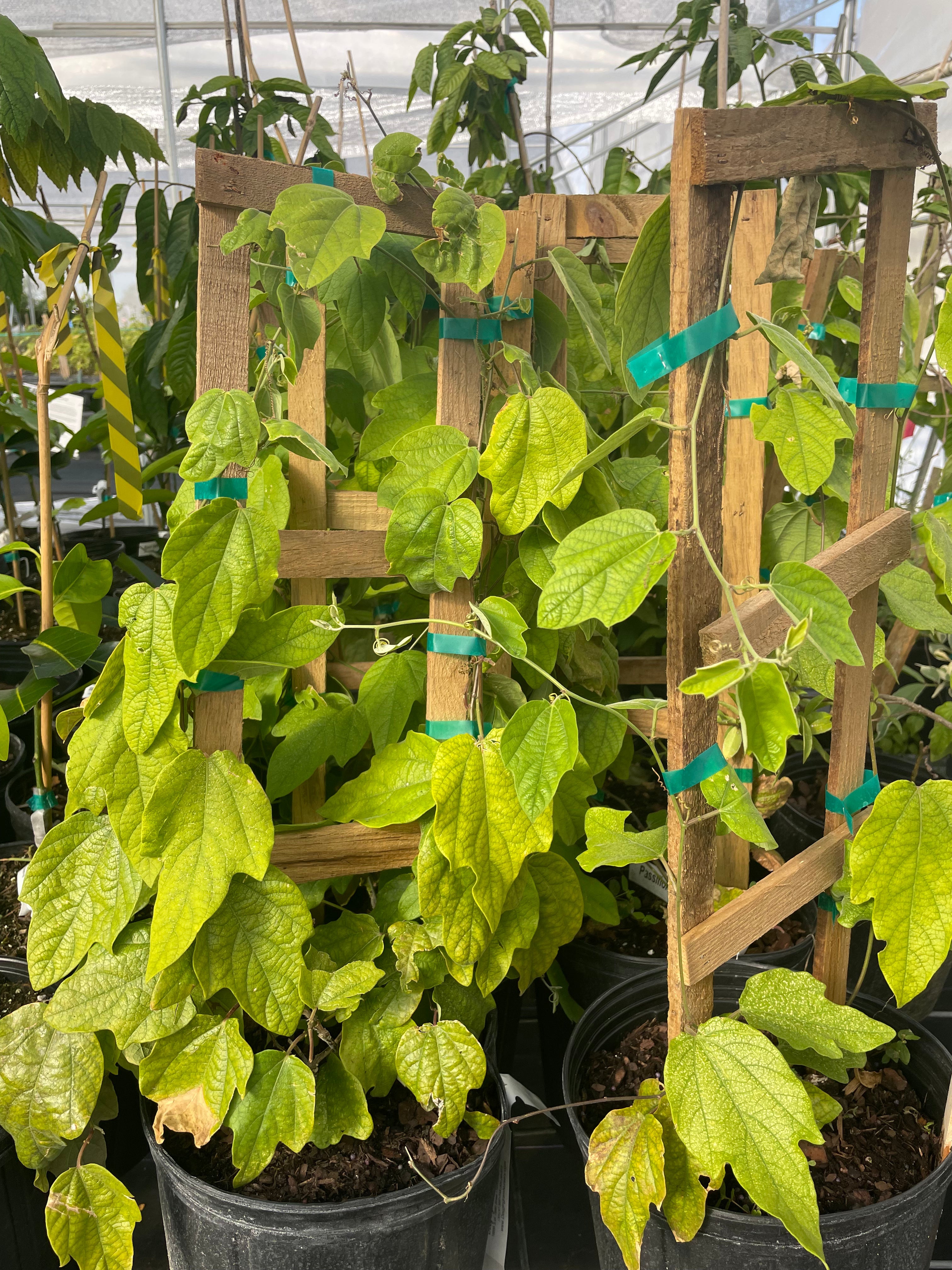 Large nursery pot with a Passiflora Holoserica fruiting plant, showing vibrant leaves and developing passion fruit.