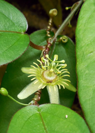 Passiflora suberosa, Corky Stem Passion Fruit, thriving in a large nursery pot, with vibrant green leaves and climbing stems.
