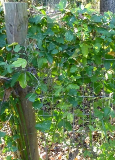 Passiflora Suberosa, corky stem passion fruit plant in large nursery pot, healthy and lush, ready for planting.