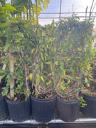 Passiflora suberosa, Corky Stem Passion Fruit, in a large nursery pot, showcasing its distinctive textured stems and lush green foliage.