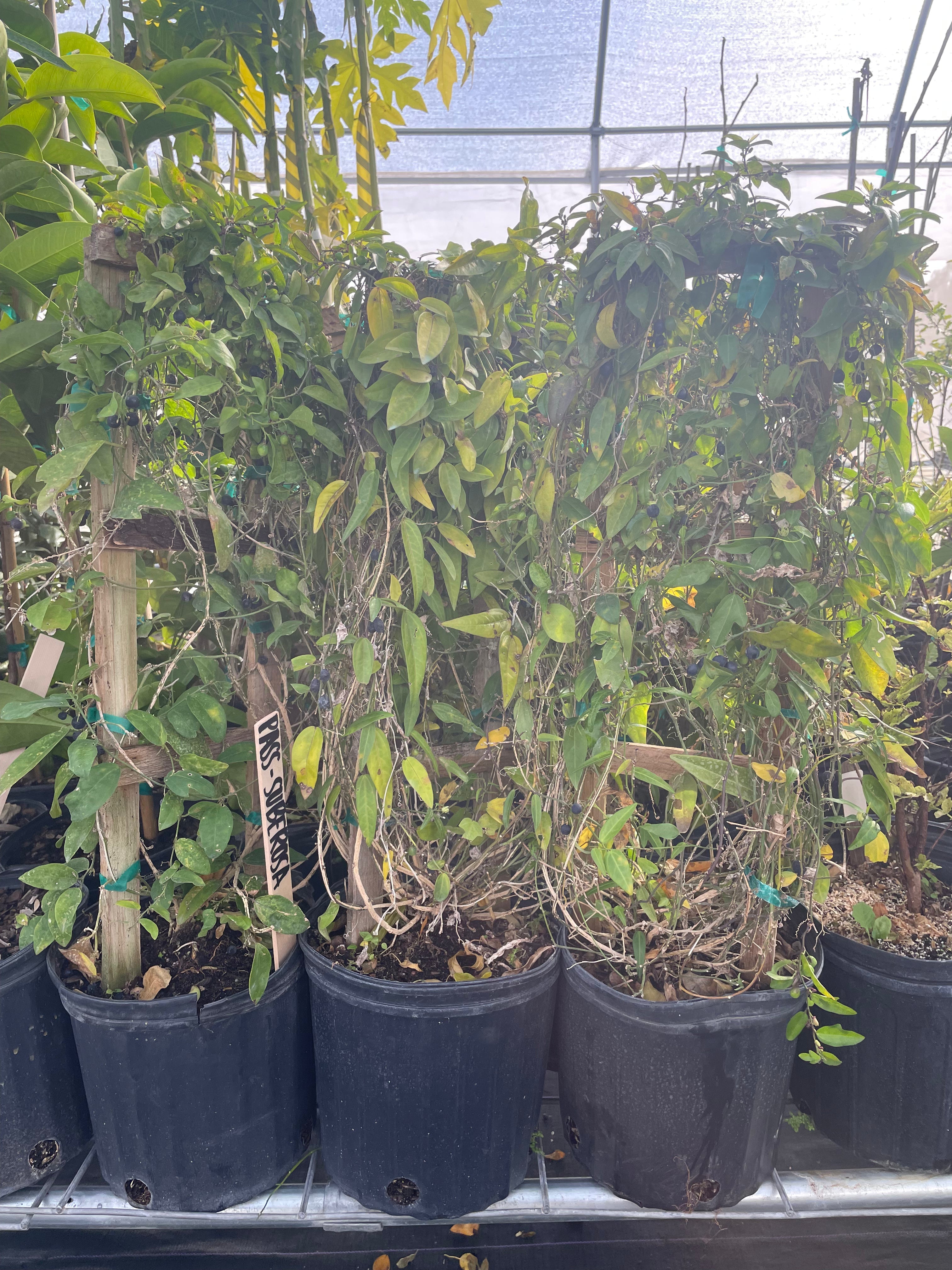 Passiflora suberosa, Corky Stem Passion Fruit, in a large nursery pot, showcasing its distinctive textured stems and lush green foliage.