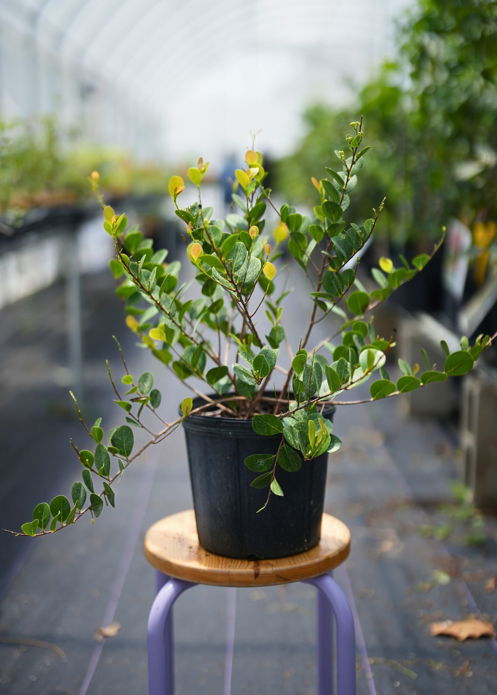 Red-tipped Cocoplum fruiting plant in a large nursery pot, showcasing glossy green leaves with striking red tips.