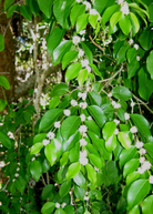 White Berry Stopper Eugenia axillaris fruiting plant in a large pot, showcasing lush green foliage and white berries.