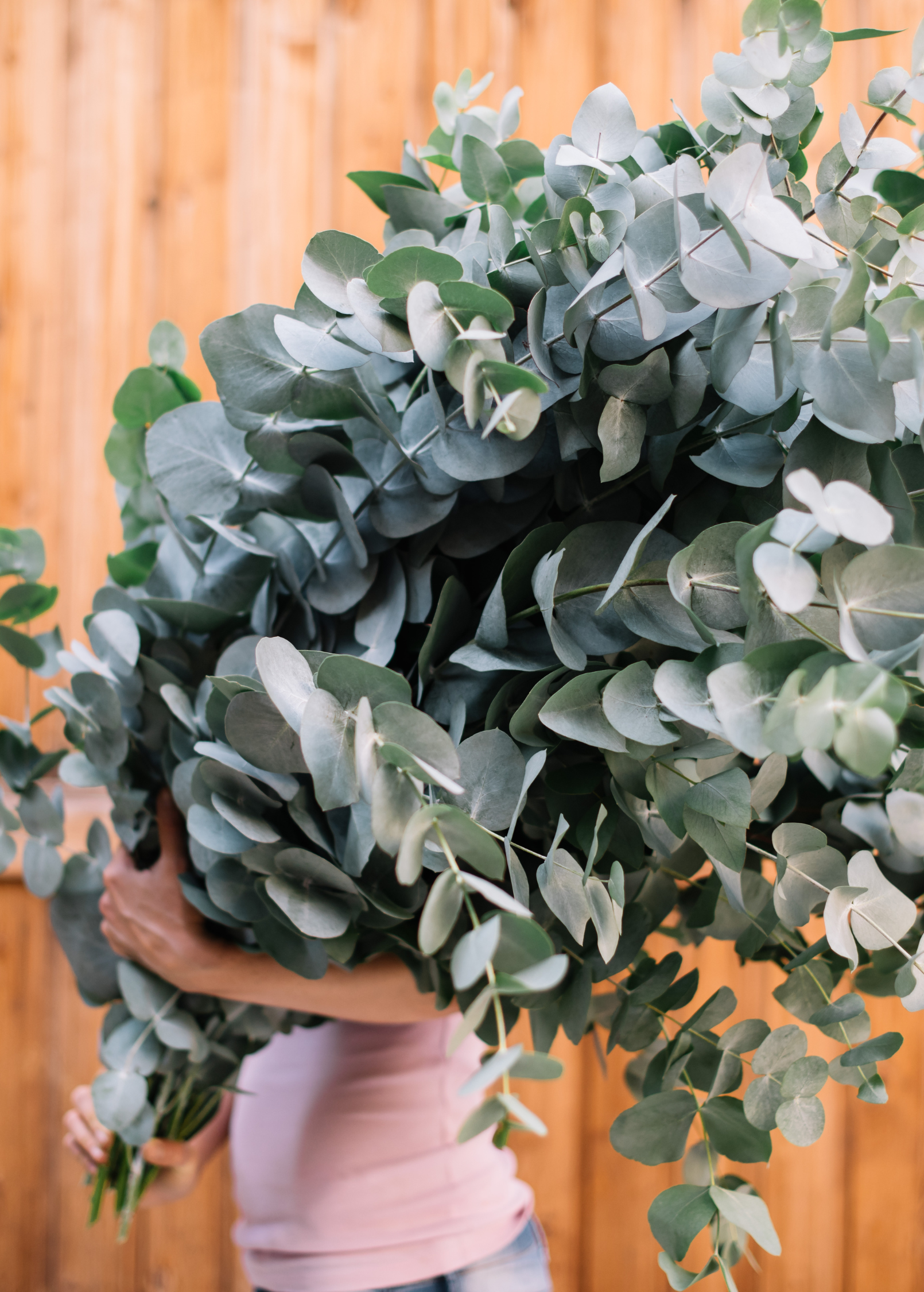 Silver Dollar Eucalyptus herb in a large coconut coir pot, showcasing silvery round leaves, from Sow Exotic.