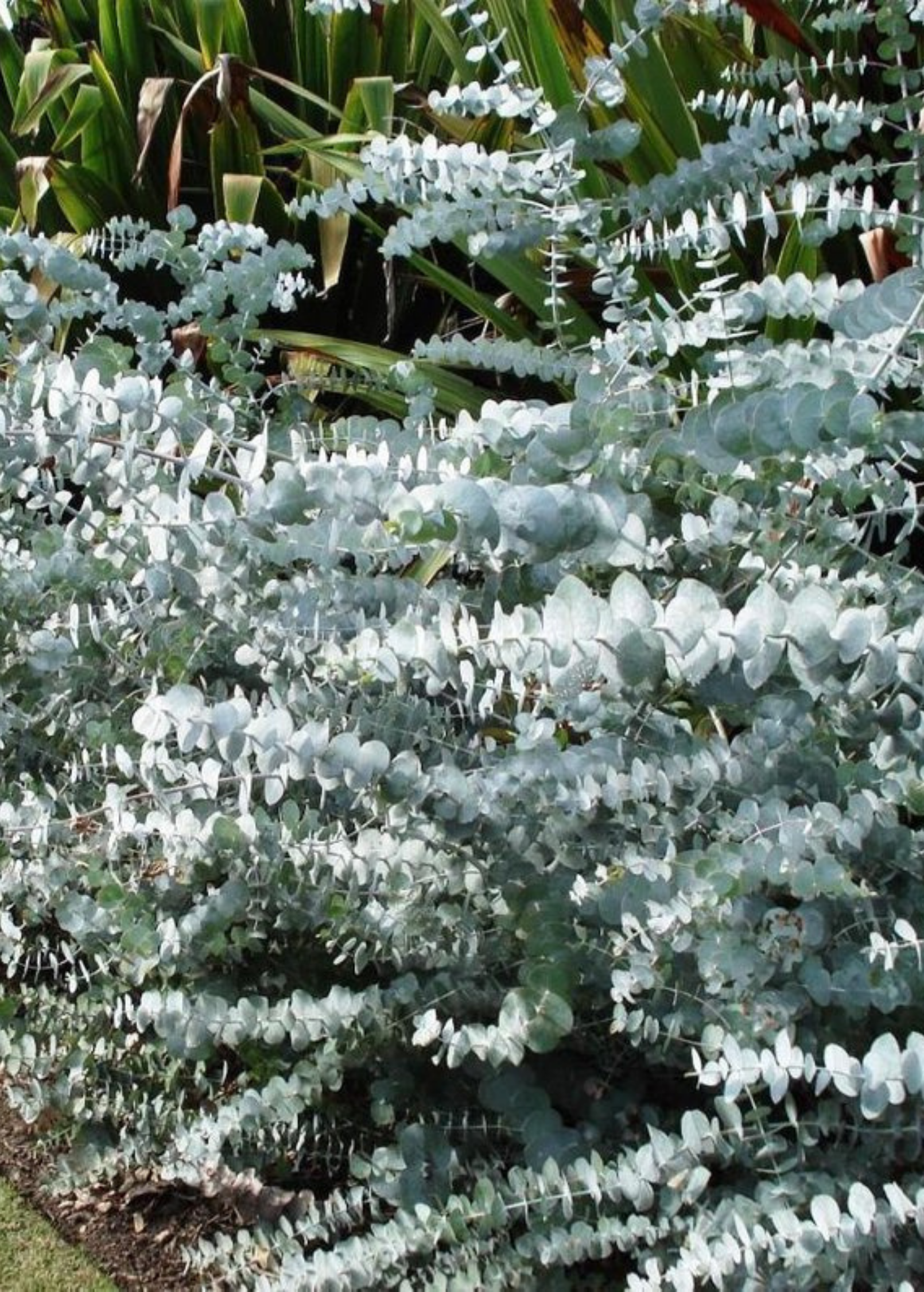 Silver Dollar Eucalyptus herb in a large coconut coir pot, showcasing its round silver-green leaves and lush foliage.