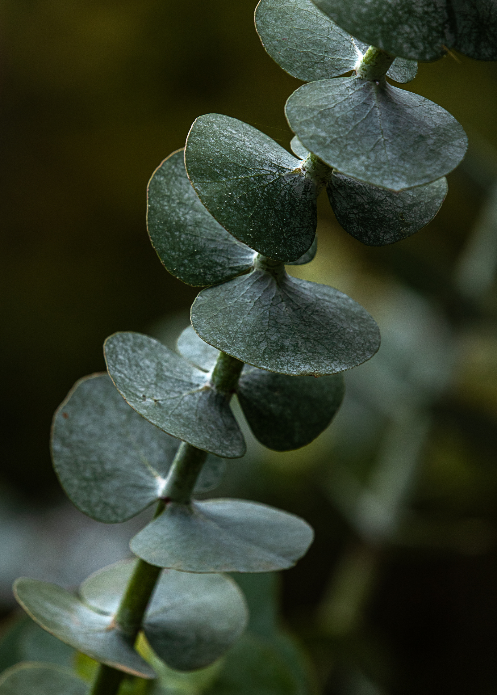 Silver Dollar Eucalyptus herb in a large coconut coir pot, showcasing round silvery-green leaves, from Sow Exotic.
