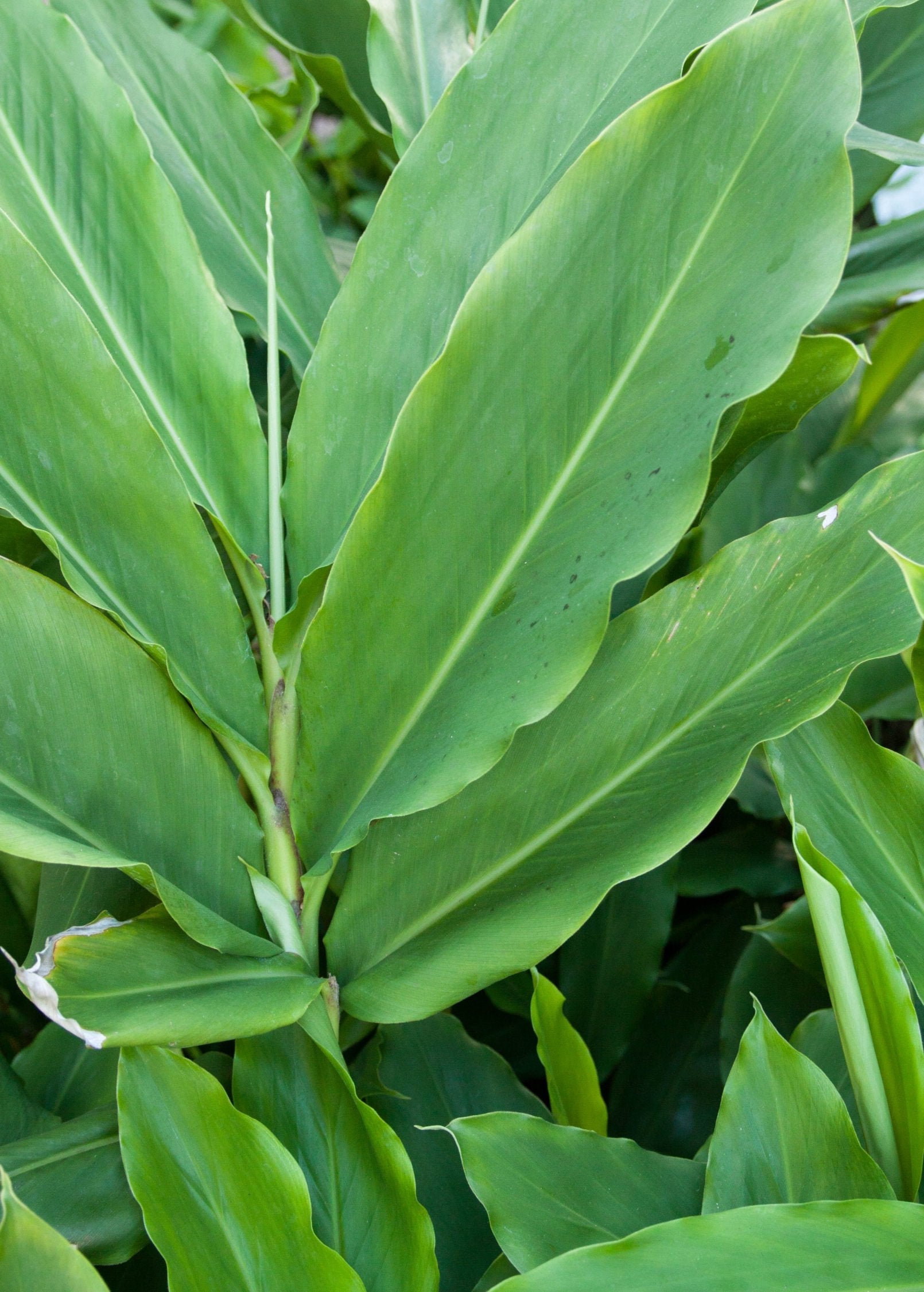 Sow Exotic Cardamom herb plant in a large coconut coir pot, featuring lush green leaves and healthy growth.