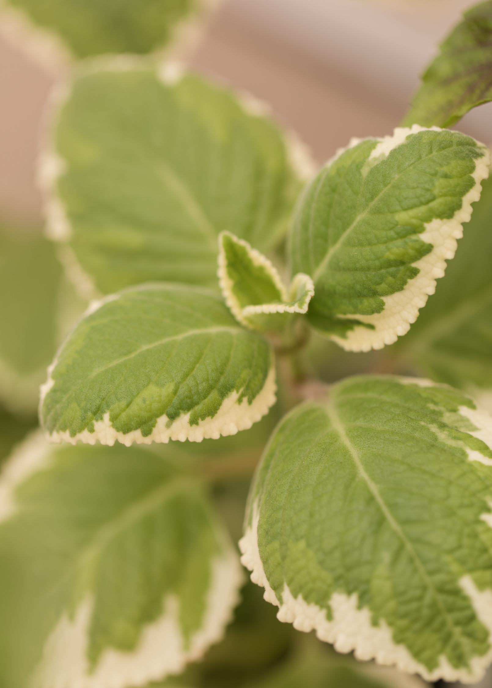 Variegated Cuban Oregano herb in a large coconut coir pot, showing green and white variegated leaves, by Sow Exotic.