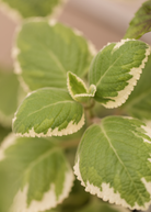 Variegated Cuban Oregano herb in a large coconut coir pot, showing green and white variegated leaves, by Sow Exotic.