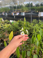 Large coconut coir pot with Sow Exotic Duck Potato herb Sagittaria latifolia growing inside. Green foliage visible.