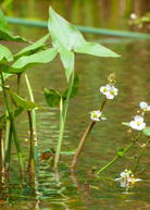 Herb plant of Duck Potato (Sagittaria latifolia) in a large coconut coir pot, grown by Sow Exotic.