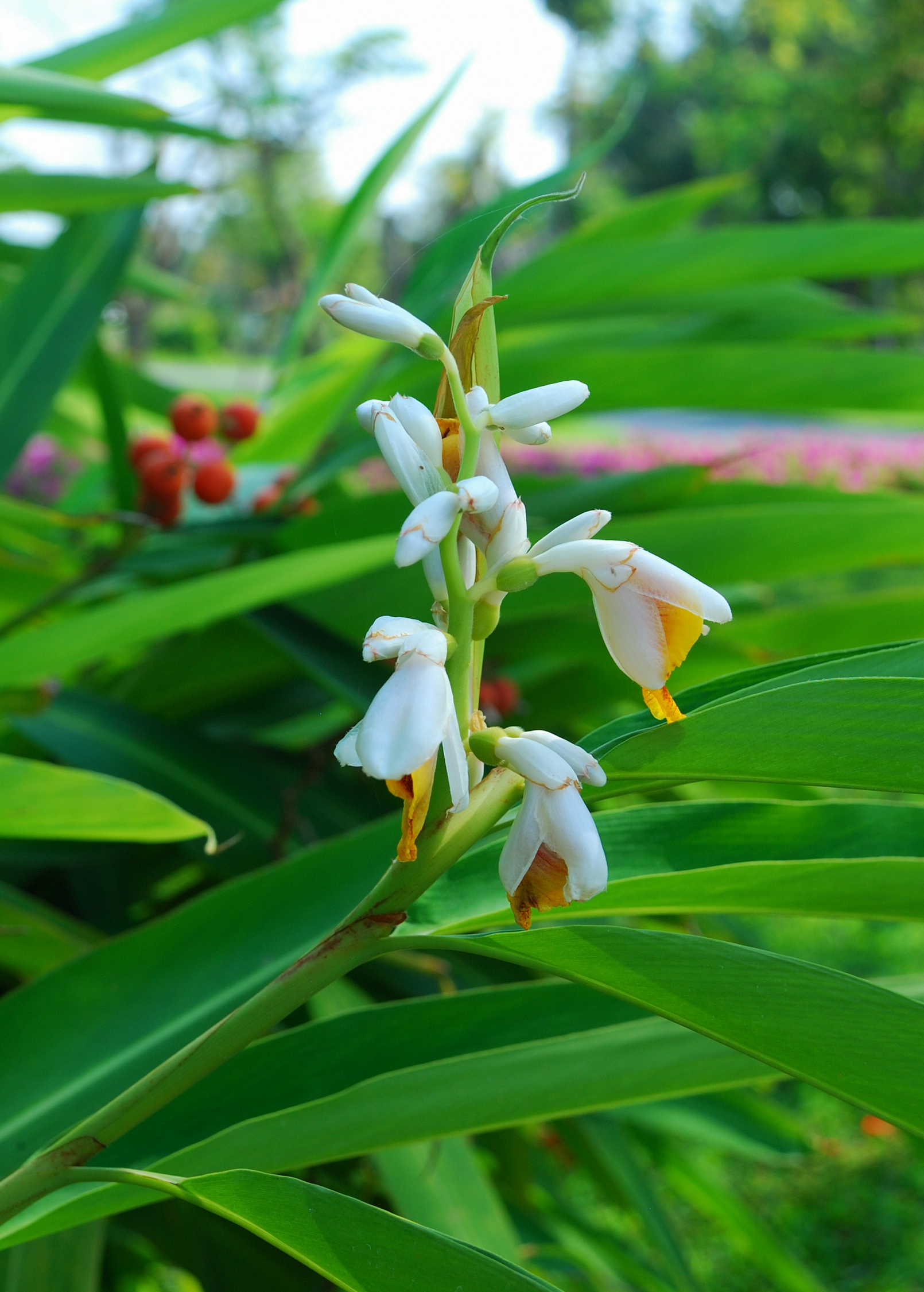 Lesser galangal herb in a large coconut coir pot, showing green leafy stems and fresh roots of Alpinia officinarum.