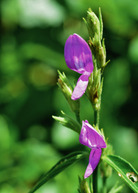 Magenta Leaf Plant Lá Cẩm herb in a large coconut coir pot, showcasing vibrant magenta foliage and lush green stems.