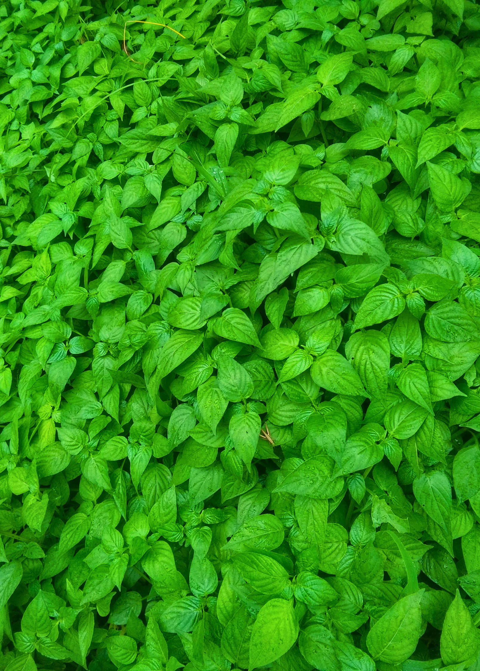 Magenta Leaf Plant, Lá Cẩm herb in large coconut coir pot by Sow Exotic, showcasing vibrant magenta leaves and lush green foliage.