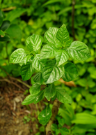 Magenta leaf plant, Lá Cẩm herb in large coconut coir pot, Sow Exotic, Peristrophe roxburghiana, vibrant foliage in natural setting