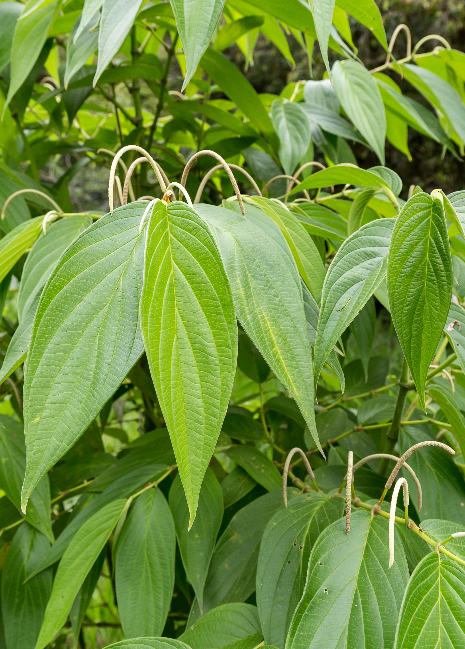 Potted Matico herb (Piper aduncum) in large coconut coir pot, healthy green leaves, cultivated by Sow Exotic.